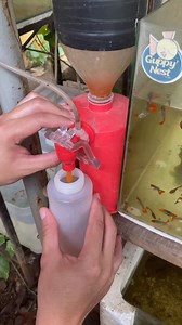 Baby brine shrimps (BBS) #bbs #brineshrimp #livefoods #guppy #guppynest | Guppy'Nest