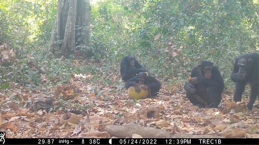 Wild chimpanzees filmed bonding over boozy fruit
