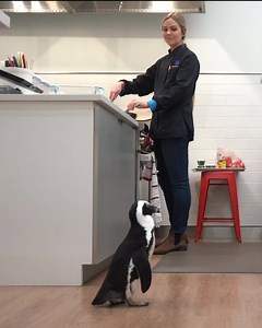 African penguin Lilly, a traveling ambassador for her species, visited the McCormick Spice Global Headquarters to share messages about penguin conservation while on a secret spicy mission. | The Maryland Zoo in Baltimore