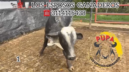 1.9K views · 40 reactions | 怜拏8 TORETES GIROLANDO PLUS SON EMBRIONES...