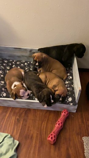 Boxer puppies are six weeks and two days into this adventure called life | Boxer Madness
