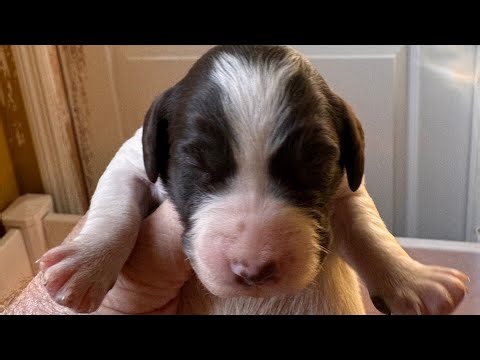 Scooting Brittany pups