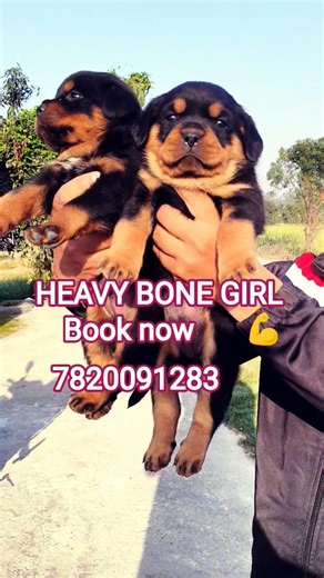 Rottweiler Female Pup Available For Sale 💪🐾 Book Now