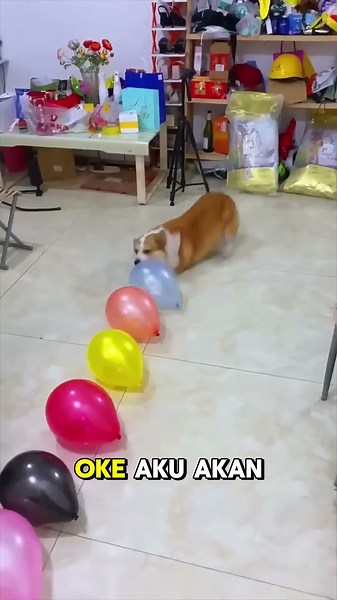 Pop all the balloons and win chocolate 🎈