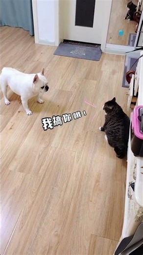 What a cheeky little cat! It's gotten so angry at the cat that it can talk now! #FrenchBulldog #F...