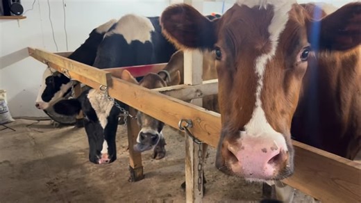 Jerseys are so weird lol. Fresh whole milk, chocolate milk and half and half available in the farm stand. | Guardians Farm