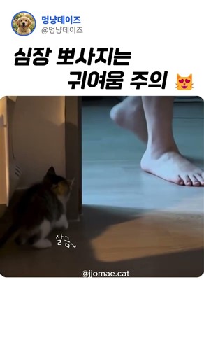 심장 뽀사지는 귀여움 주의 #귀여운 #힐링영상 #고양이#댕냥이#귀여움#귀여움한도초과