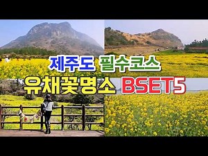 유채꽃명소 베스트5, 제주도 필수코스, 엉덩물계곡 유채꽃밭, 녹산로 유채꽃길, 산방산 유채꽃밭, 제주 유채꽃명소, 제주 유채꽃광장, 제주유채꽃축제