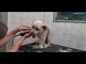 Full Morkie groom with Multishort video, dog grooming without restraints