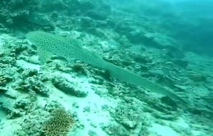 2K views · 60 reactions | Have you explored Fiji underwater? Diving and snorkeling here is amazing!  2m leopard shark spotted last Sunday diving close by to our resort. . . . #maloloisland #maloloislandresort #fijiislands #fijianowned #fijidiving #leapardshark #divingholiday #fijiunderwater #wherehappinesscomesnaturally | Malolo Island Resort | Facebook