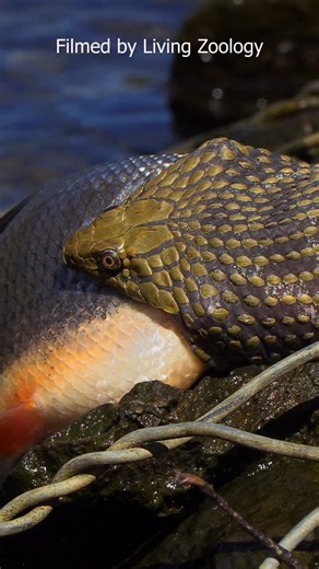 Matej Dolinay a Zuzana Dolinay on Instagram: "Many people are surprised when we tell them that snakes typically don’t eat every day. For more basic snake facts check one of our videos on YouTube. #livingzoology #snakefacts #snakes #snakevideo #amazingsnakes"