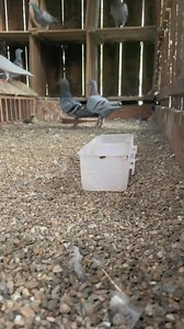 148K views · 1.8K reactions | Grit Feeding of Racing Pigeons #pigeon #racingpigeon #grit #feeding #pigeonlove #beautiful #myloft #birds | Homing Racing Pigeon | Facebook