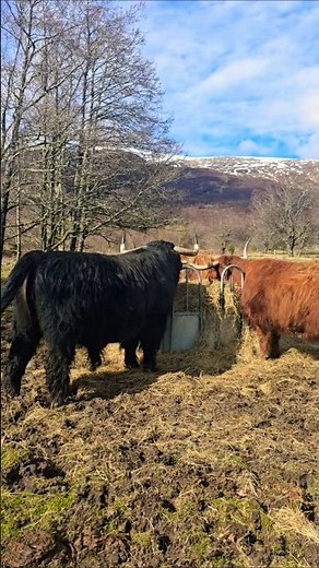 Highland Coo Cows #travel #scotland