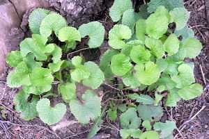 Annual invasion of garlic mustard is now underway