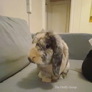 3K views · 520 reactions | Dumbo the little elephant  | The Fluffy Group | Facebook