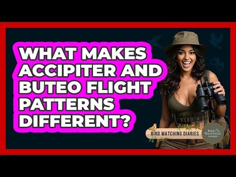 What Makes Accipiter And Buteo Flight Patterns Different? - Bird Watching Diaries