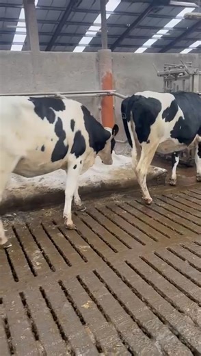 Tuesdays Sale! 4 pedigree in calf holstein heifers due dec sired by Raffa,Sedona,Hailstone,Platt.Herd average 11000 litres BF 4.46 Protein 3.46 | Kilrea Livestock Mart