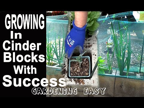 How To Grow Vegetable Garden in Cinder Blocks-Concrete Bricks Planter Raised Bed Container Gardening