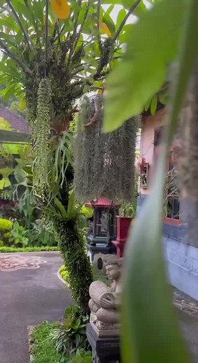 Home🌿#rumahbali #platycerium #tanamanhias #fypp #fyp #xybca