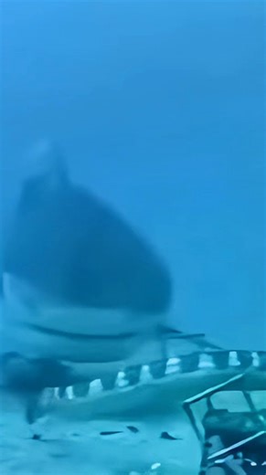 Huge Tiger Shark Caught On Camera 🦈😱 . . #tigershark #oceanlife #marinelife #FishHunterTV | FishLife world TV