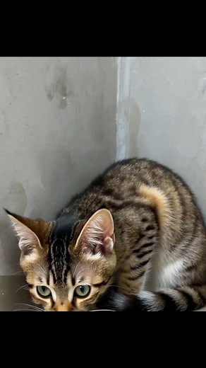 🐾 Curious Kitten Sitting by the Wall | Discovering the World So tiny, so curious — this kitten can’t stop exploring! 🐾👀 A curious kitten sits quietly by the wall, observing every sound and movement around. Every blink and head tilt shows the wonder of discovery. curious kitten,cute kitten,adorable cats,kitten exploring,kitten moments,cute pets,cat video,kitten short video,kitten curiosity, cat, cats, pet, pets, kitten | Purrlane Diaries