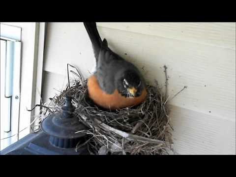 Robin Watch 2012 - April 7 Compilation Video (Egg Laid)