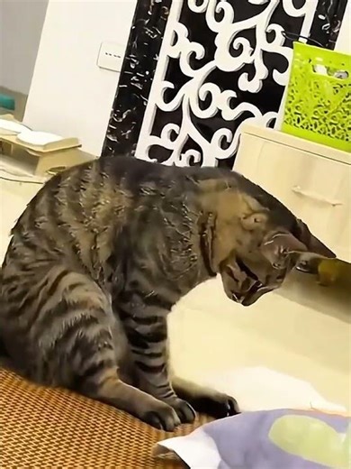 error in the matrix 1️⃣🅾️1️⃣1️⃣ #funnypets #cat #viral