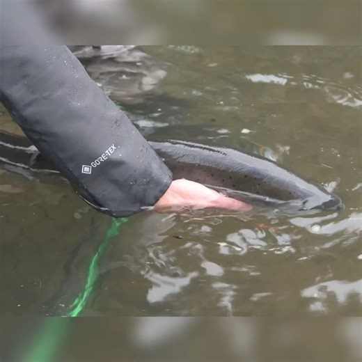32K views · 361 reactions | Nolan’s First Bobber Doggin’ Steelhead! | Addicted Fishing | Facebook