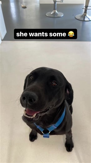 Nancy smith (@nancy.smith388)’s videos with i love my dog - phem