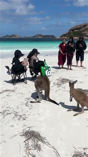 “Cleanest Beach in the World… And It Has KANGAROOS 😱🇦🇺”