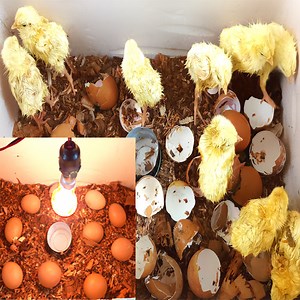 How to make a Hatching Egg Incubator at home | Make incubator using paper box | Rana Craft