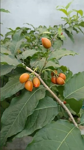 Rare Fruit Alert! Peanut Butter Tree Finally Produces Fruit!