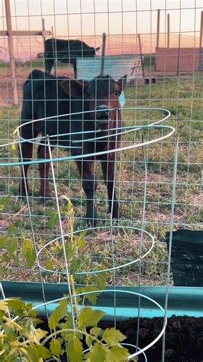 Baby Cows on the Farm: Adorable Demands Uncovered
