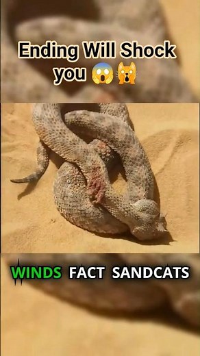 Sand Cat’s Impossible Fight With Snake Will Shock You!