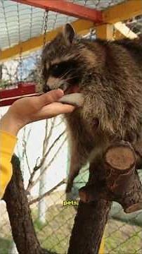 They lied to you about raccoon domestication #raccoon #domestication
