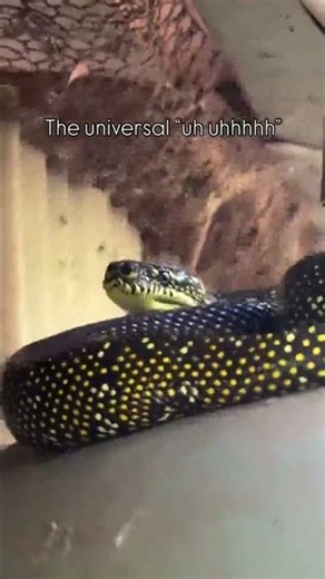 I don’t care what species, the UhUhhhhhhhhh works. 😜#python #chickencoop #andstayout