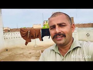 Natural Life in Mini Zoo | Barish Ki Aama | Mini Zoo