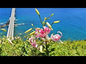 【かごしま南北600キロ】夏の甑島を彩るカノコユリみごろ（2025年7月25日放送）