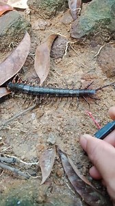 1.8M views · 2.4K reactions | #centipede #bite #giantcentipede #robloxcentipede. | Ot Tonmean Te | Facebook