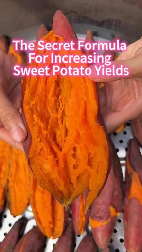 Formula to increase sweet potato yield #gardening101 #sweetpotato #gardening #planting #garden | Sam Green