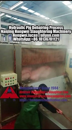 Pig Scalding Dehairing Process Hog Scalder Dehairer Pork Abattoir Equipment Slaughter Line Machinery