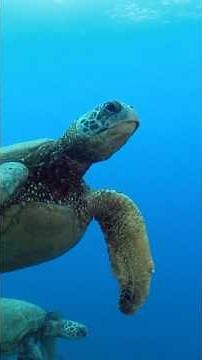 Sea Turtles: The Great Escape to the Ocean 🌅