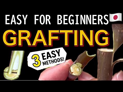 3 Easy Grafting Methods Explained – Bud, Whip, and Cleft Graft with Figs in Japan
