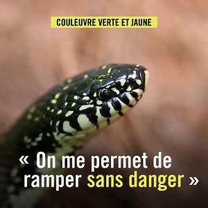 Le saviez-vous ? 🐍 La couleuvre verte et jaune est grande, puissante et l'une des plus rapides. Elle peut atteindre 160cm de longueur et est le serpent le plus répandu en plaine. Elle chasse principalement des campagnols et leslézards, mais aussi des mulots et des souris quand elle parvient à s'installer dans les jardins des secteurs plus urbanisés. VINCI Autoroutes en prend soin en permettant son déplacement grâce à ses écoducs, comme celui de l'A87 proche de Saint-Laurent-sur-Sèvre en Vendée,