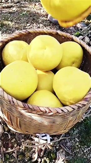 Long-handled fruit pickers are tools, often with a basket and an extendable pole, that allow you to safely harvest fruit from tall trees without a ladder. Key features include a long, often telescopic or extendable, pole for reach, a basket or claw to collect fruit, and a mechanism for detaching the fruit without damaging it. They are ideal for apples, pears, and other fruits that grow on high branches. Two Useful Long-Handled Fruit Pickers #farmingtools @RomFarm | BORA Skills