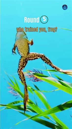 Frog vs Bug 9 Rounds of Failure... Bug felt bad