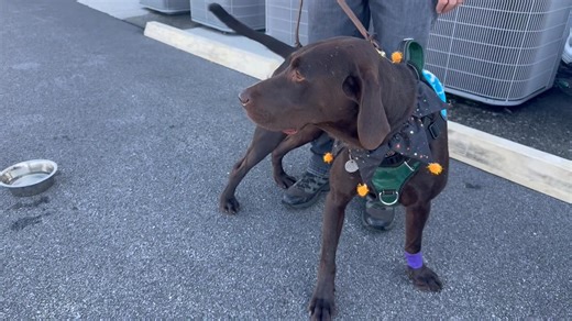 Come meet Brad and his friends at AutoNation Subaru Hunt Valley in Cockeysville, MD, until 12:30pm today! #SubaruLovesPets #subaruofamerica #subaru_usa #aspca #AutoNationSubaruHuntValley #labrescueLRCP #labrescue #labradorretriever | Lab Rescue LRCP