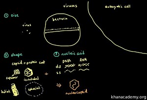 Virus structure and classification