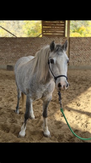 Welcome🌸 Poppy 🌺 Every Ranch need a cute pony ! So here she is 🤗🤗 Poppy have a nice time ❤️ | Ranch 13 Reining Horses