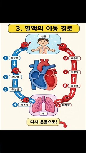 혈액은 우리 몸속을 어떻게 순환할까요? ❤️🩸적혈구·백혈구·혈소판·혈장의 역할부터심장의 구조, 혈액의 이동 경로, 체순환과 폐순환까지!